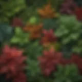 Vibrant leaves of different plant species at nursery