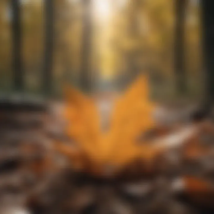 Close-up of fallen leaves contributing to forest biomass