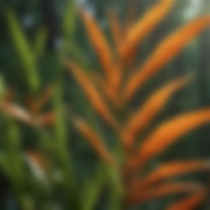 Close-up of butterfly weed foliage highlighting its unique leaf structure