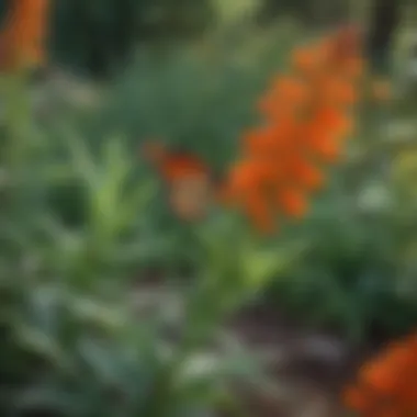 Butterfly Weed in a Native Plant Garden Garden landscape featuring butterfly weed among other native plants