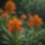 Butterfly weed plant in full bloom showcasing vibrant orange flowers