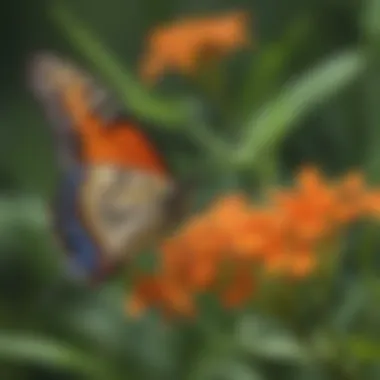 Butterfly Attracted to Butterfly Weed Butterfly resting on a butterfly weed flower, illustrating its role in attracting pollinators