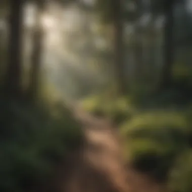 A winding trail leading to a secluded campsite