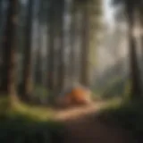 Stunning view of a lush campsite surrounded by tall trees in Los Angeles