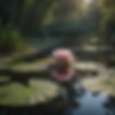 Enchanting Water Lily Reflection in Tranquil Waters Enchanting Water Lily Reflection in Tranquil Waters