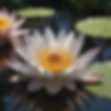 Ethereal Water Lily Petals Unveiling Beauty Ethereal Water Lily Petals Unveiling Beauty