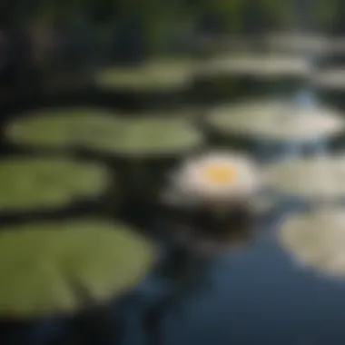 Majestic Water Lily Floating Serenely Majestic Water Lily Floating Serenely