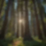 Majestic cedar trees towering in Wenatchee landscape