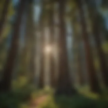 Majestic cedar trees towering in Wenatchee landscape