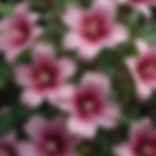 Close-up view of Chelone flowers showcasing intricate details