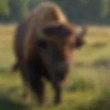 Majestic Kentucky Bison grazing in the prairie