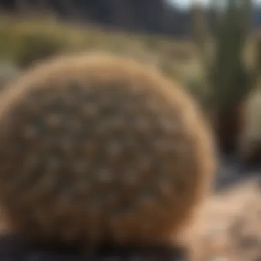 Majestic Barrel Cactus in Mojave Desert