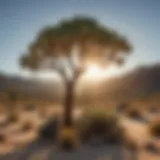 Resilient Joshua Tree in Mojave Desert