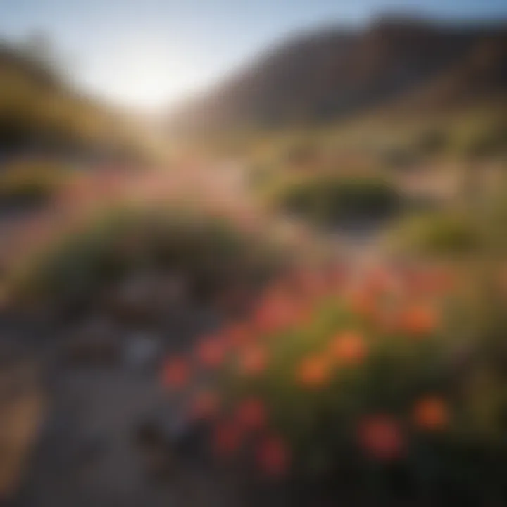 Vibrant Desert Wildflowers Blooming in Mojave Desert