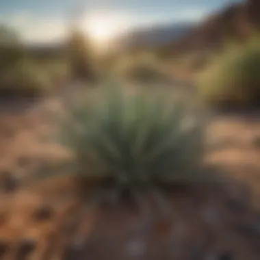 Unique desert flora found on a New Mexico hiking trail