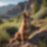 Furry companion enjoying scenic view in Utah