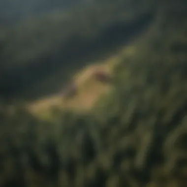 Aerial Insight into Sustainable Forestry Methods Aerial view showcasing sustainable forestry practices with blackberry herbicide