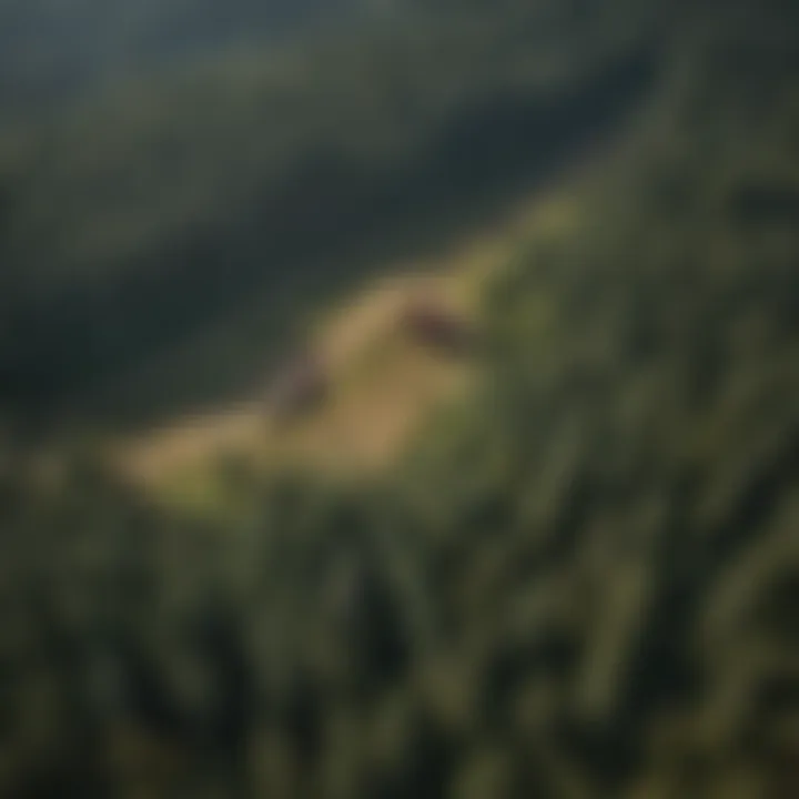 Aerial Insight into Sustainable Forestry Methods Aerial view showcasing sustainable forestry practices with blackberry herbicide