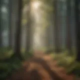 A lush eastern forest showcasing diverse tree species