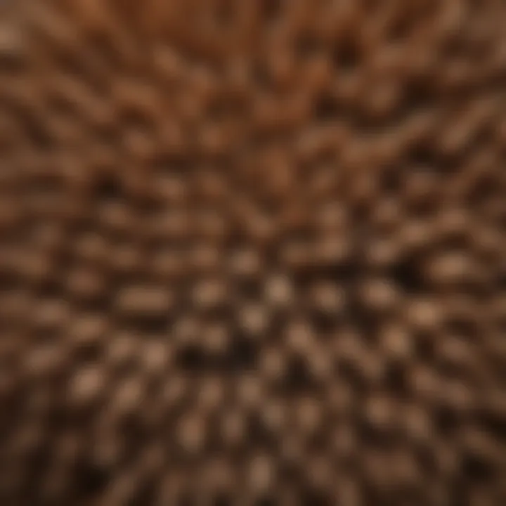 Eastern White Pine Seed Structure