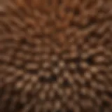 The Intricate Structure of the Eastern White Pine Seed Eastern White Pine Seed Structure
