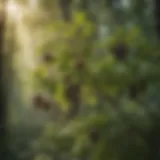 Lush Elderberry Bush in Wild Forest