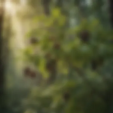 Enchanting Wild Habitat of Elderberries Lush Elderberry Bush in Wild Forest