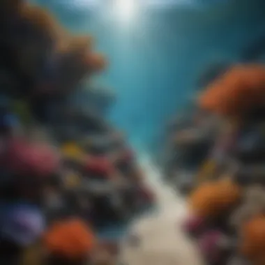 Diverse Marine Life in Coral Reef Diverse marine life in coral reef