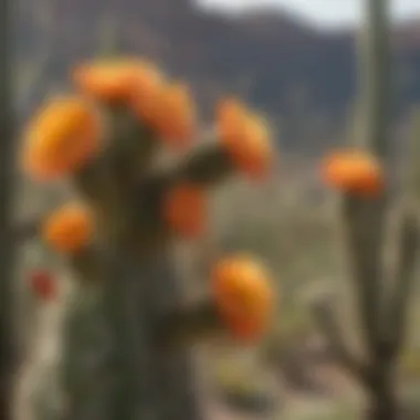 Close-up of saguaro flowers blooming in the desert