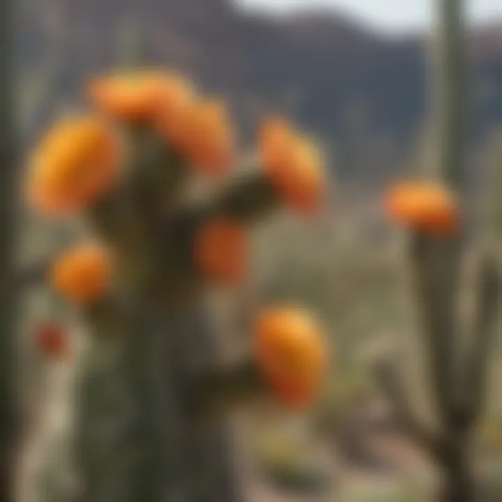 Close-up of saguaro flowers blooming in the desert