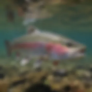 Rainbow Trout in Clear Waters Close-up of a rainbow trout swimming gracefully in the crystal-clear waters of Shasta Lake.