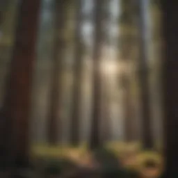 Majestic pine trees in Arizona forest