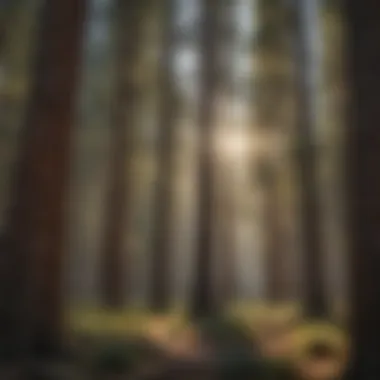 Majestic pine trees in Arizona forest