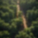 Aerial view of forest service contractors examining tree canopy