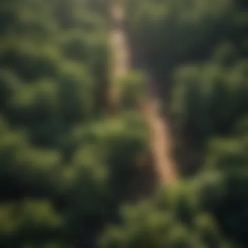 Aerial view of forest service contractors examining tree canopy