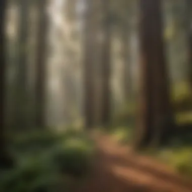 Lush forest trail surrounded by towering redwoods