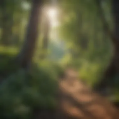 A tranquil forest path leading to a scenic overlook