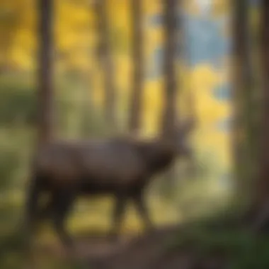Wildlife seen during a hike in Glenwood Springs