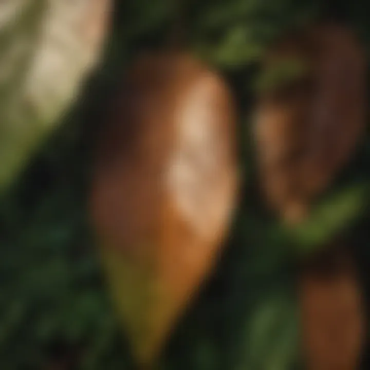 Close-up of Koa tree leaves showcasing their unique texture