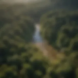 An aerial view of a lush forest showcasing diverse tree species