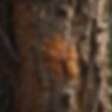 Close-up of fungal growth on live oak bark