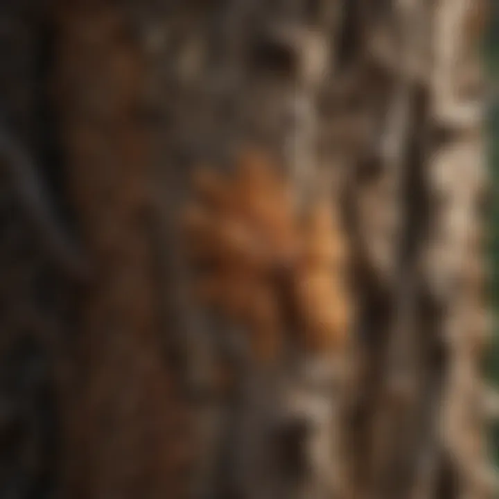 Close-up of fungal growth on live oak bark