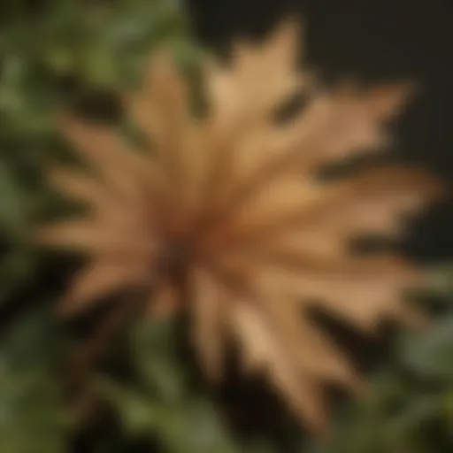 Magnified view of oak leaf with pest damage