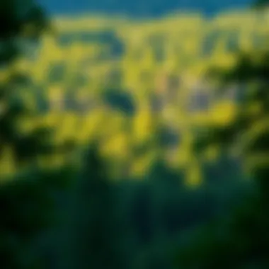 Diversity in American Forests Lush forest landscape showcasing diverse tree species.