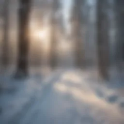 Snow-covered trail winding through a tranquil forest