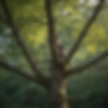 Close-up of a tree being pruned with proper techniques.
