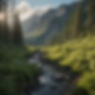 Lush landscape showcasing the ecological recovery around Mount St. Helens