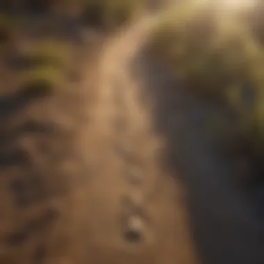 Tracking Mountain Lion Footprints Tracking Mountain Lion Footprints