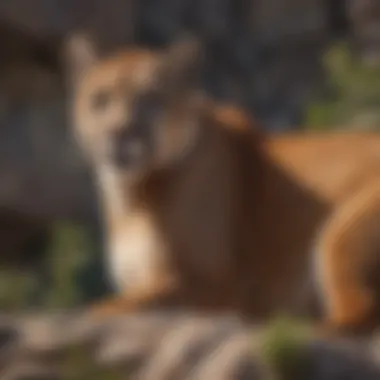 Spotting Mountain Lion on Rocky Ridge Spotting Mountain Lion on Rocky Ridge