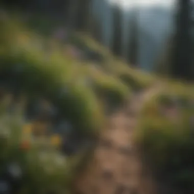Wildflowers blooming along a mountain trail